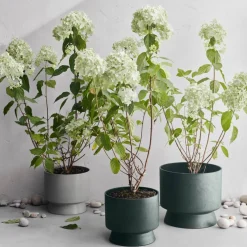 Blomkruka 24 cm, grön