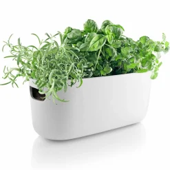 Självvattnande Herb Organiser Vit