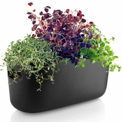 Självvattnande Herb Organiser Vit