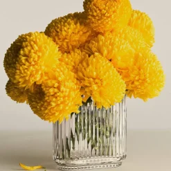 Vas